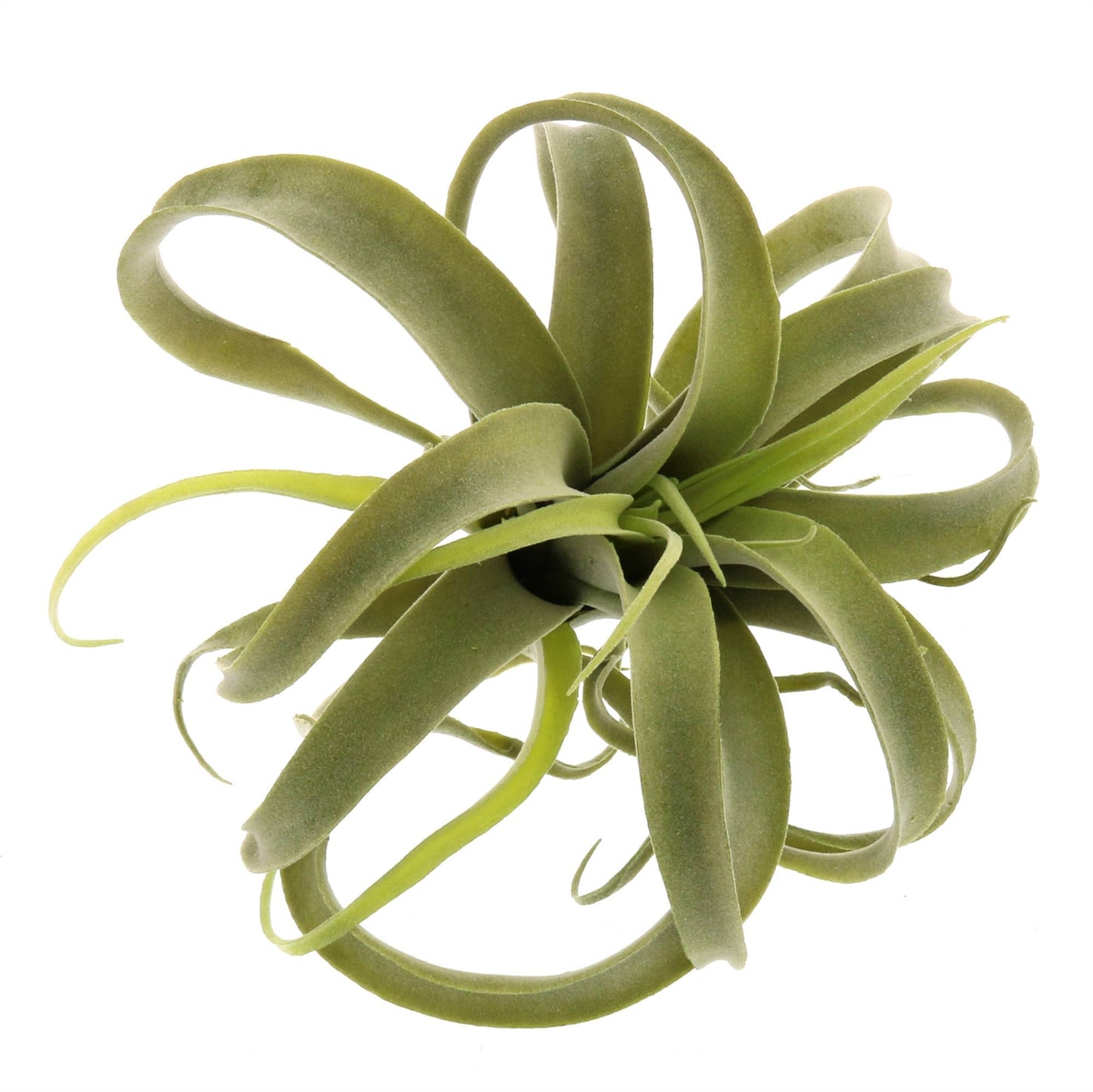 Faux Tillandsia - Large