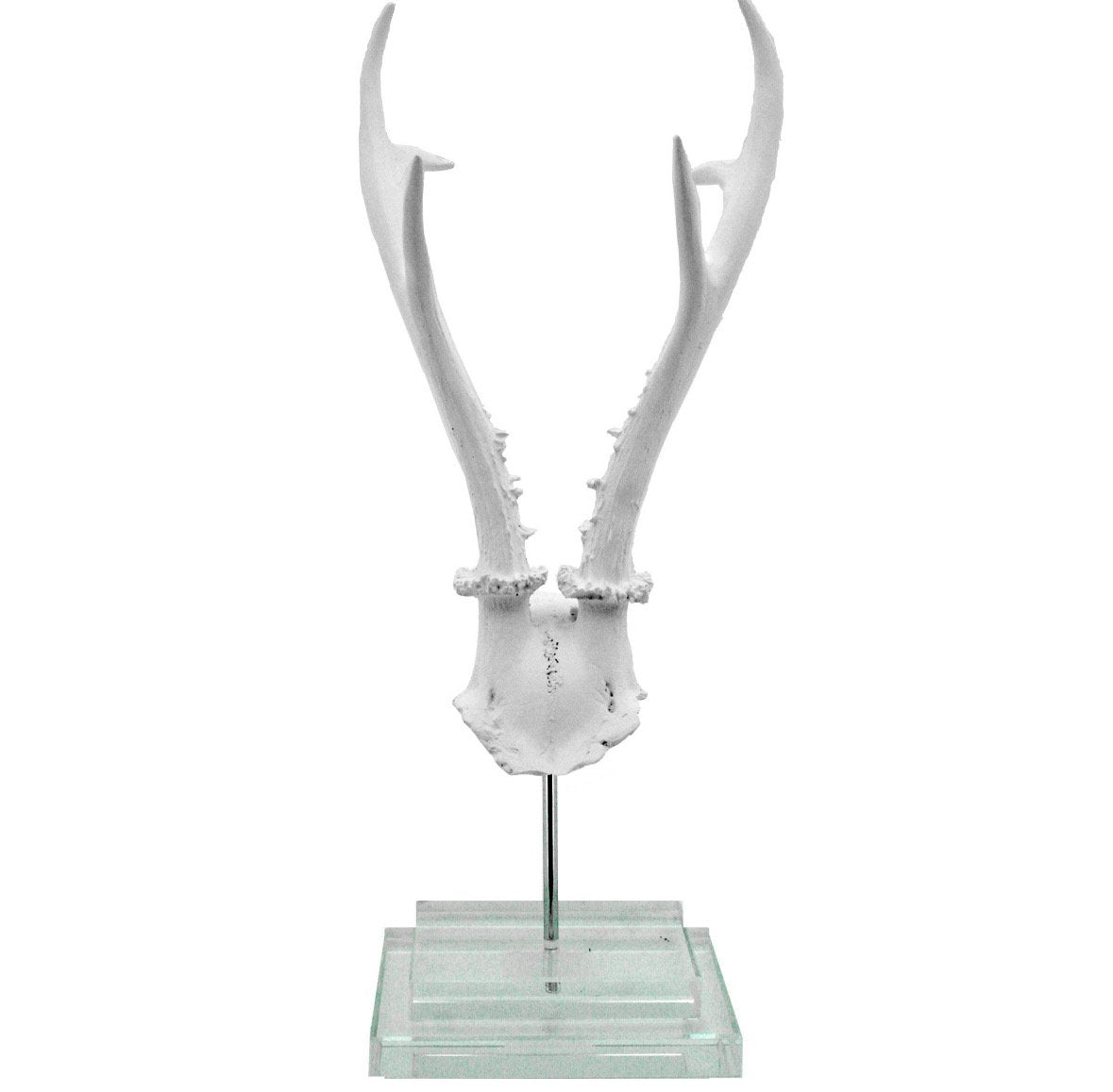 White Antler on Glass Base
