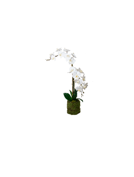 Double Stem Drop-in Orchid