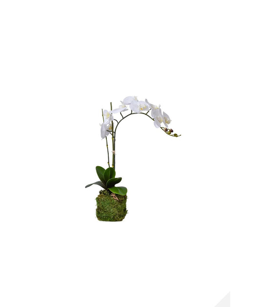 Single Stem Drop In Orchid