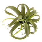 Faux Tillandsia - Large