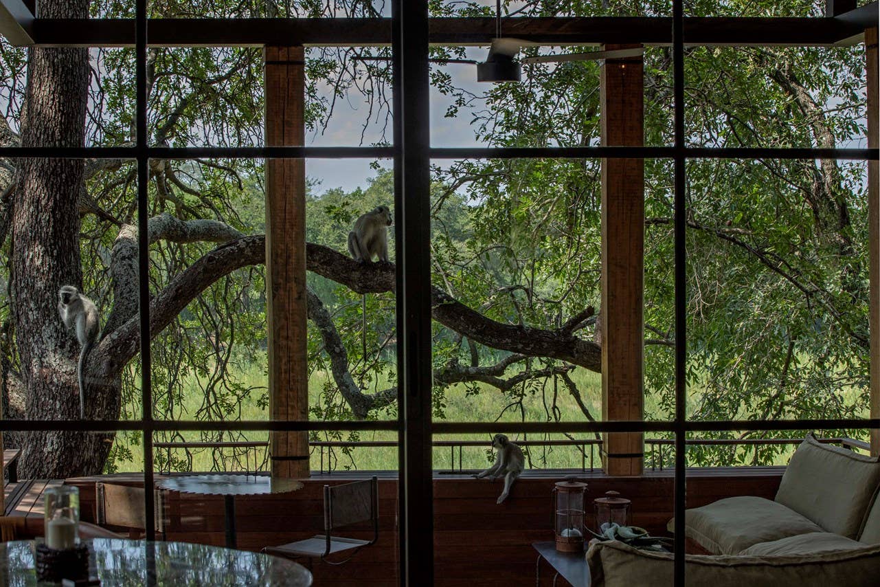 Safari Style