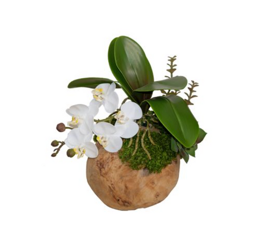 Teak Orchid Arrangement