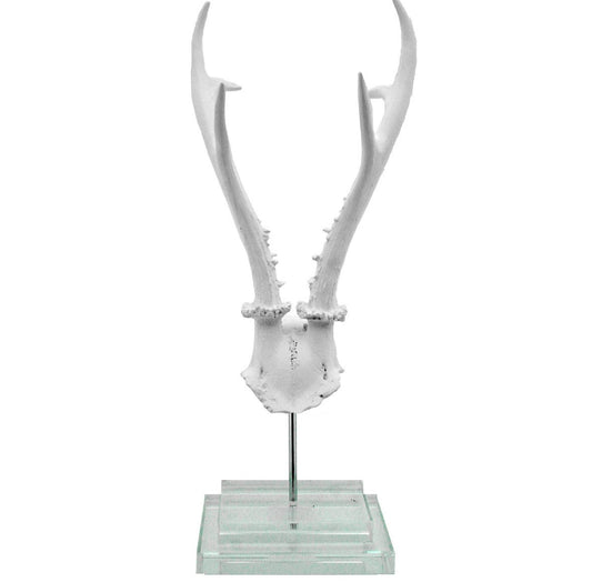 White Antler on Glass Base