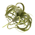Faux Tillandsia - Large