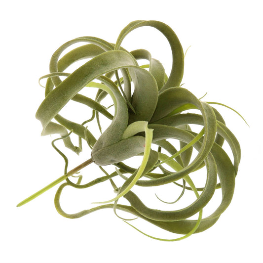 Faux Tillandsia - Large
